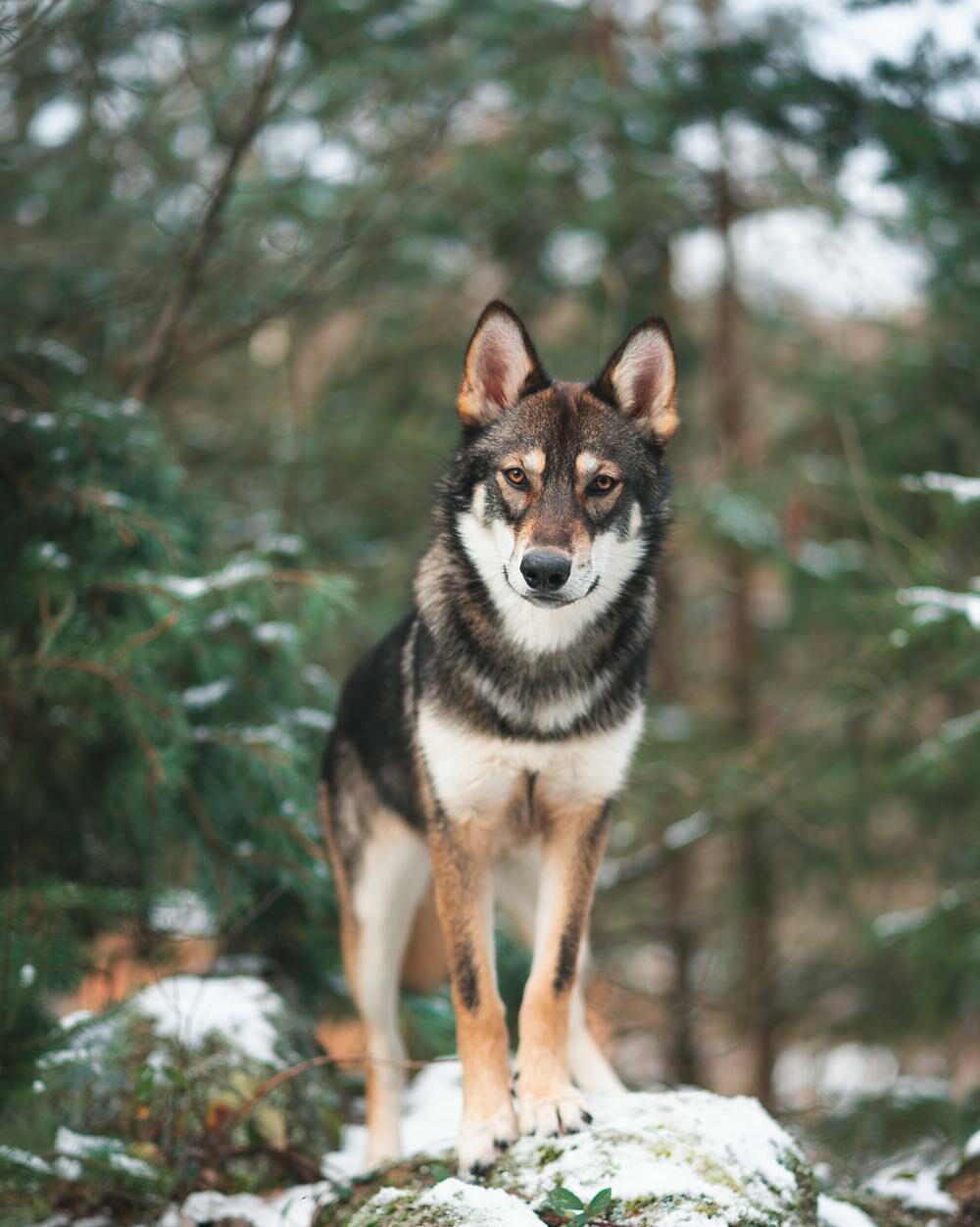 Ein Wolf auf einem Stein im Wald