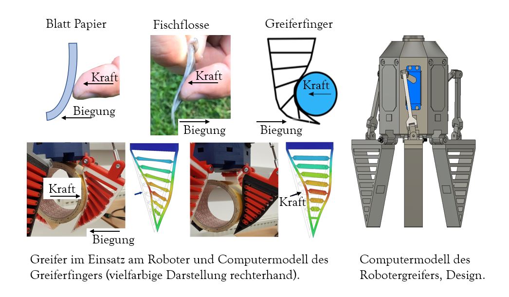 Bionik für Robotergreifer: Die Grafik veranschaulicht, wie Knochenfische Robotergreifer inspirieren.