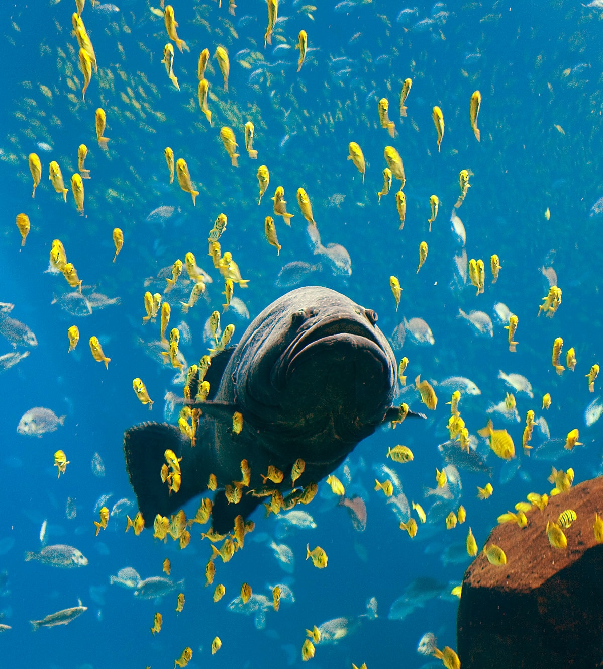 Der dunkle, große Knochenfisch, schwimmt mit vielen kleinen gelben Fischen umher.