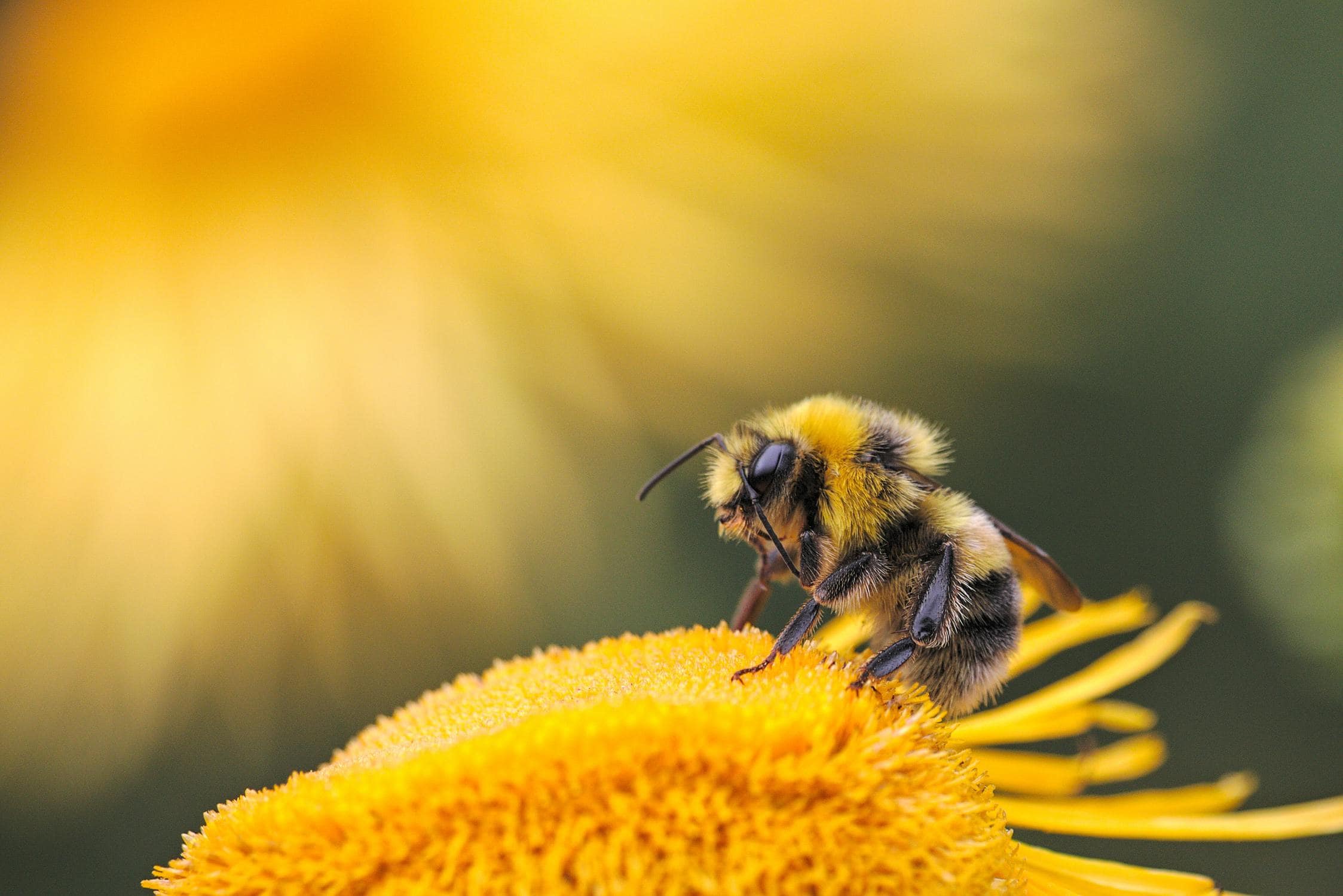 Biene sitzt in Sonnenlicht auf gelber Blüte.
