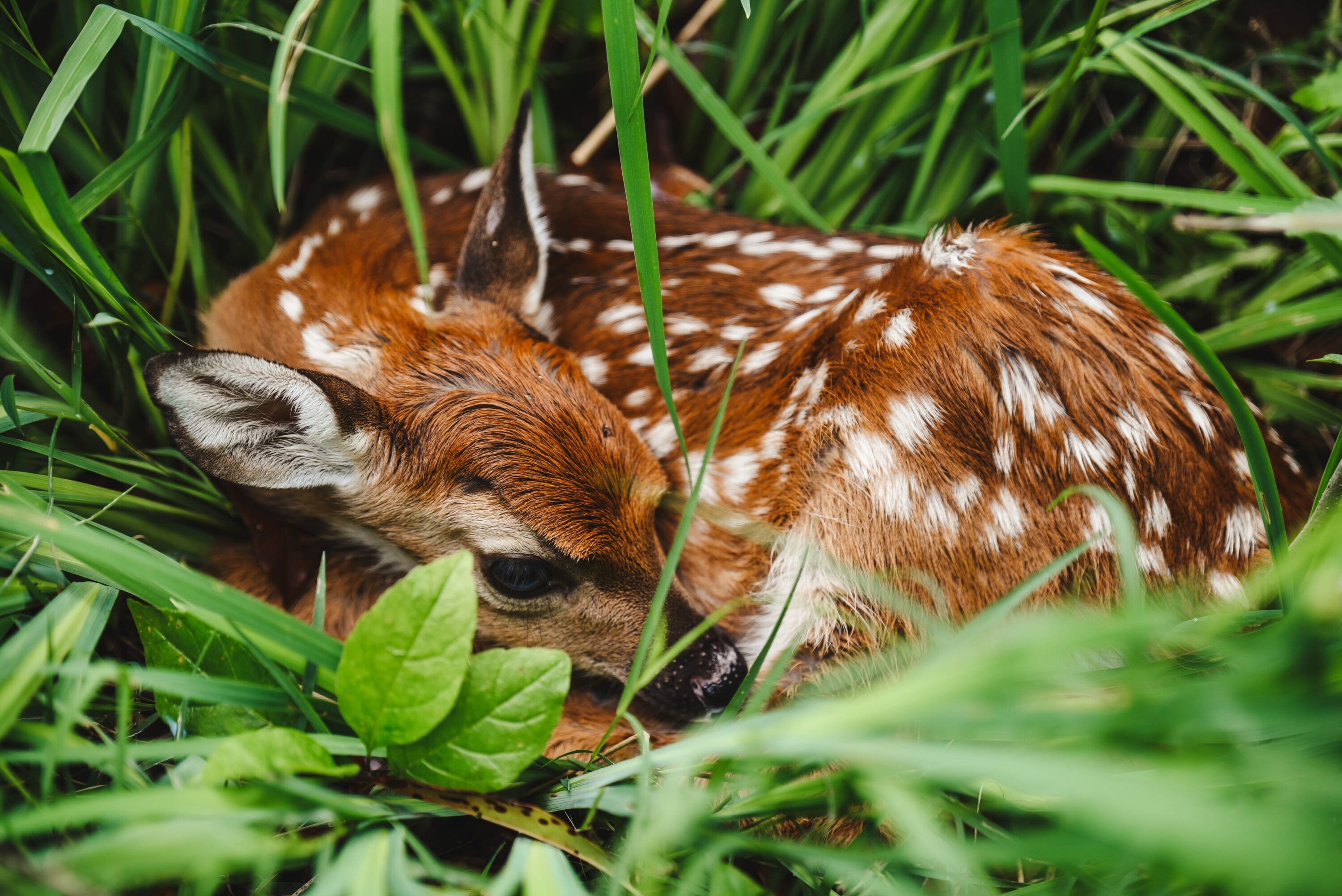 Rehkitz liegt im Gras.