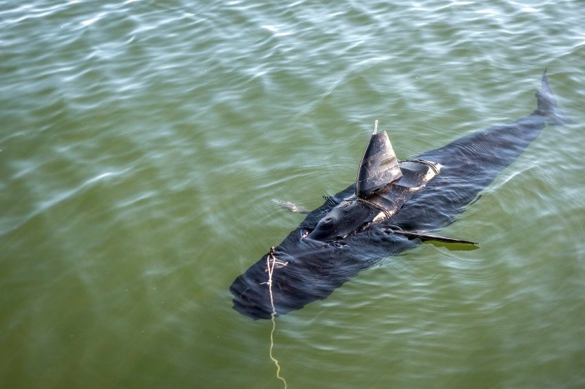 Schwimm-Drohne im Wasser. Sie sie sieht aus wie ein Hai.
