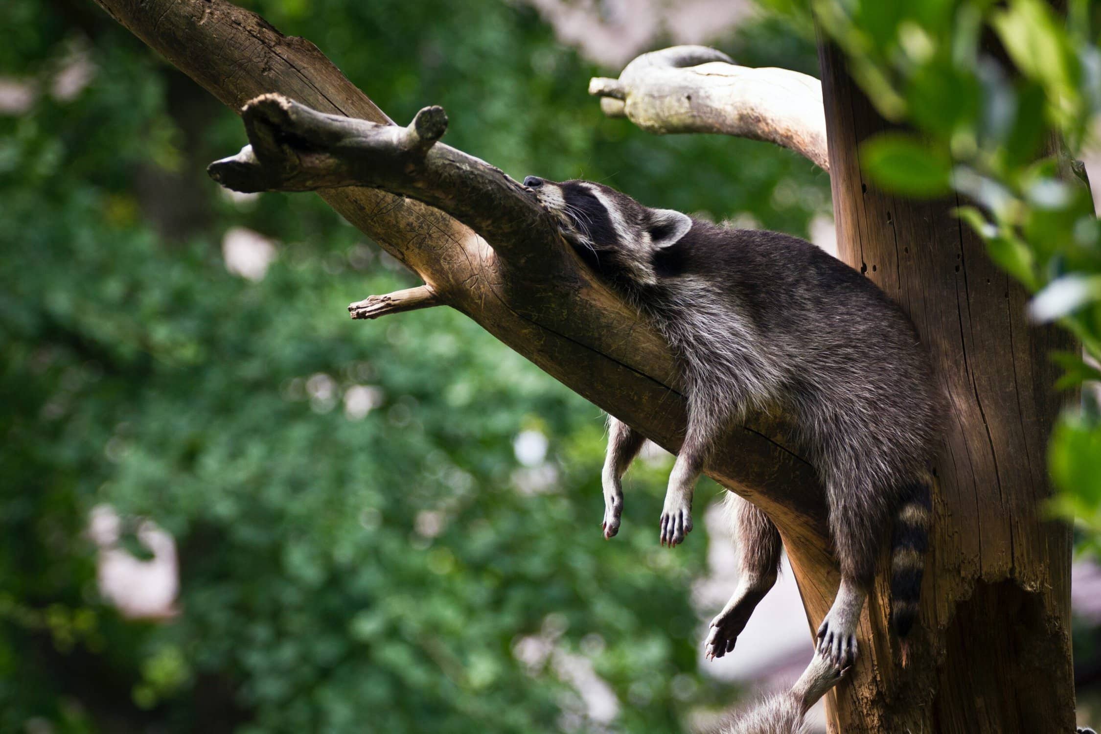 Waschbär schlafend auf einem Ast, auf dem Bauch mit nach unten hängenden Beinen